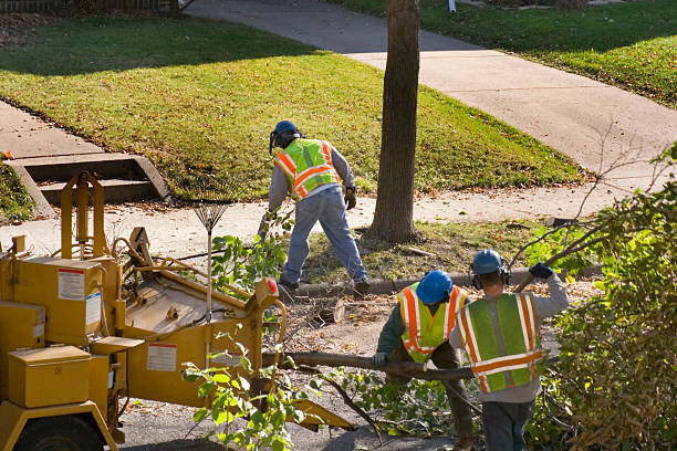 How Our Tree Care Process Works  in Mcadoo, PA